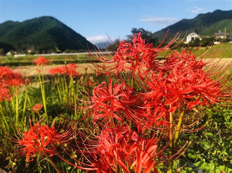 彼岸花 日語